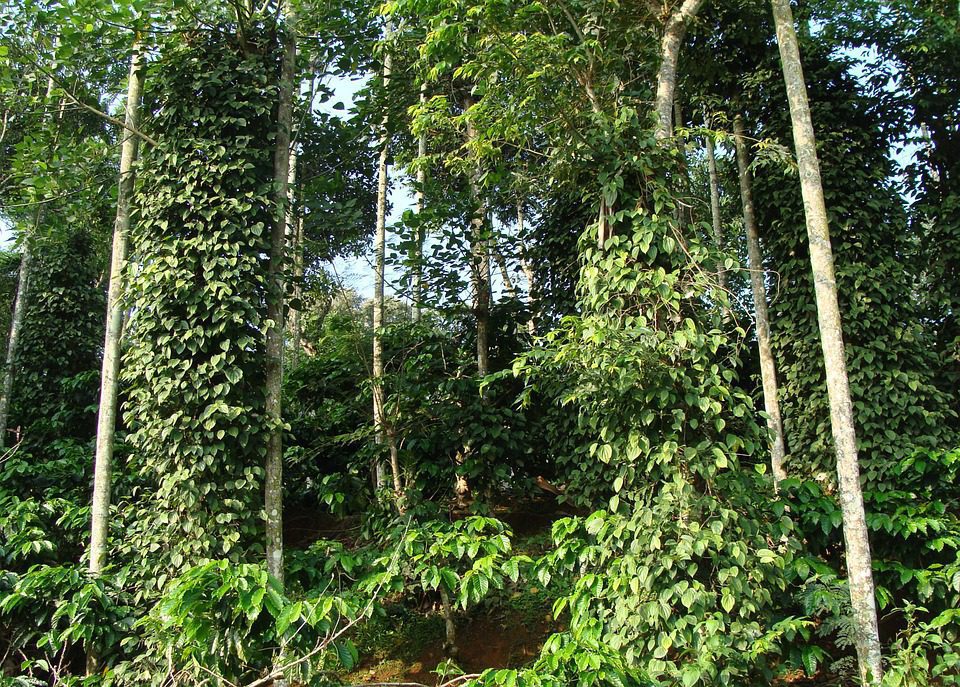 Lush, charming greenery of Madikeri