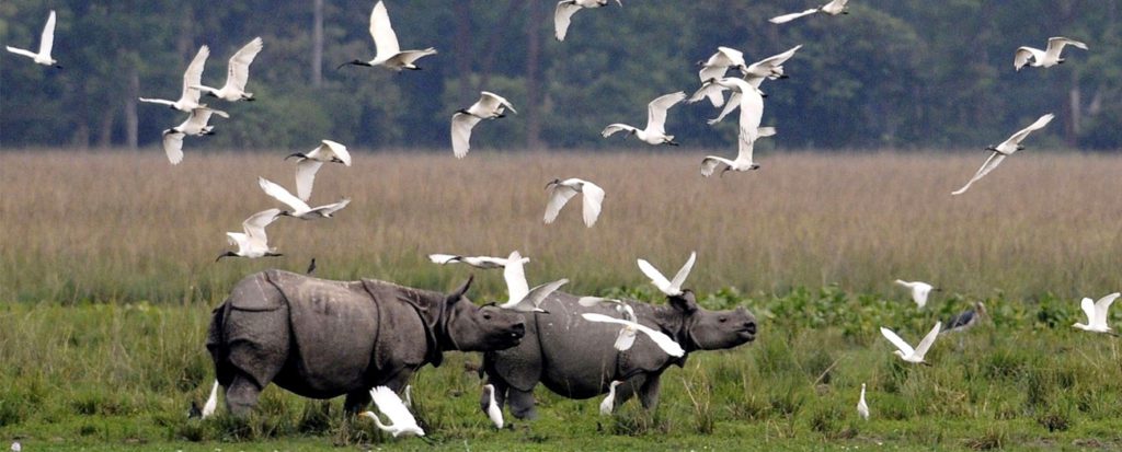 Kaziranga National Park – Home to One Horned Rhino