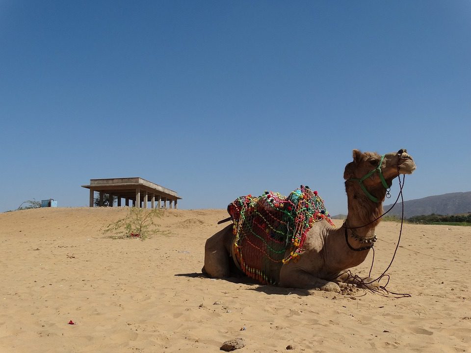 Plan A Trip to Amazing Pushkar