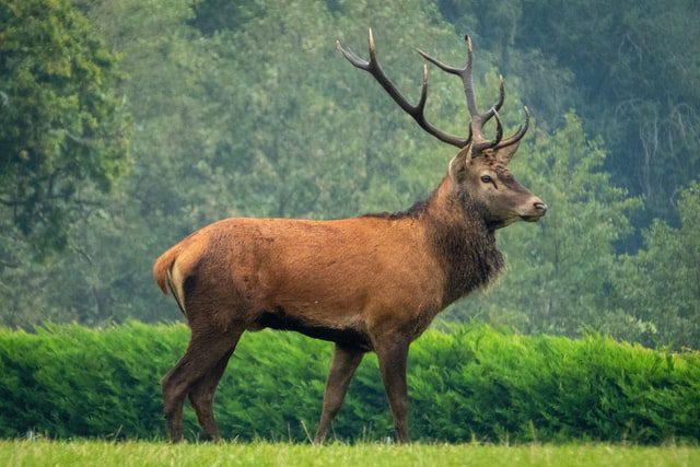 dachigam 1-2033e255