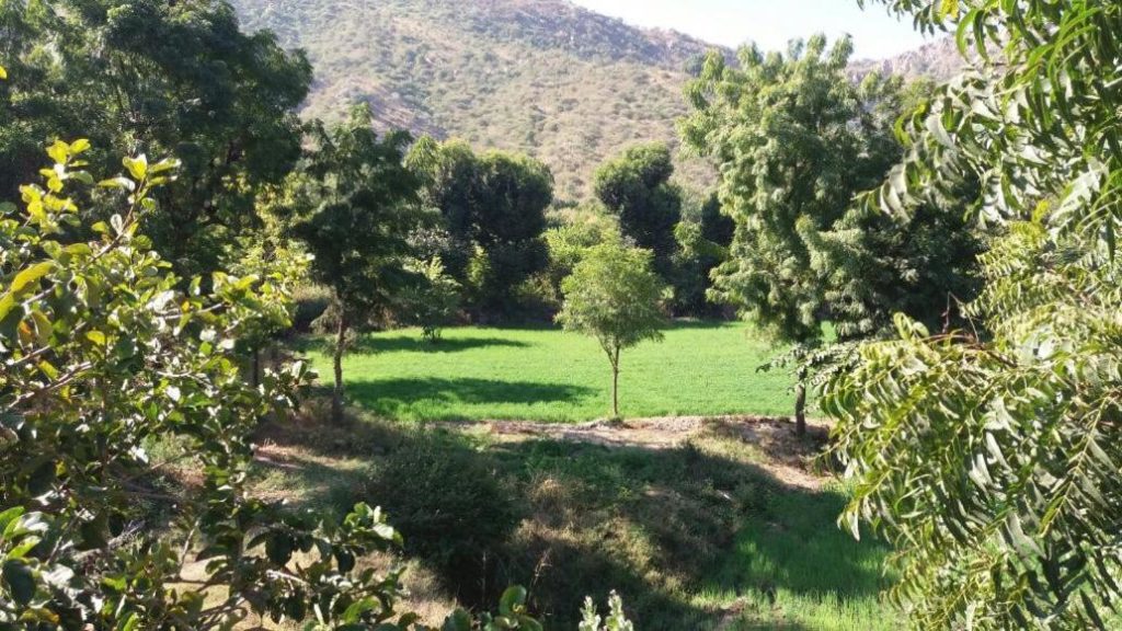 hotel-krishna-ranch-field