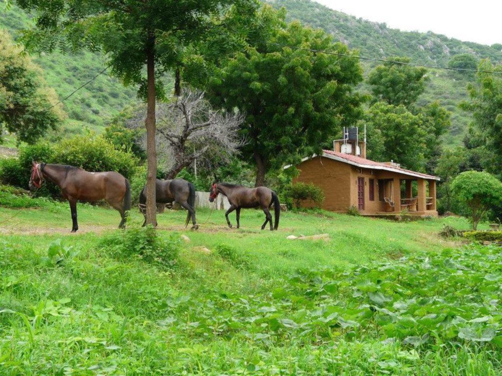 Krishna Ranch