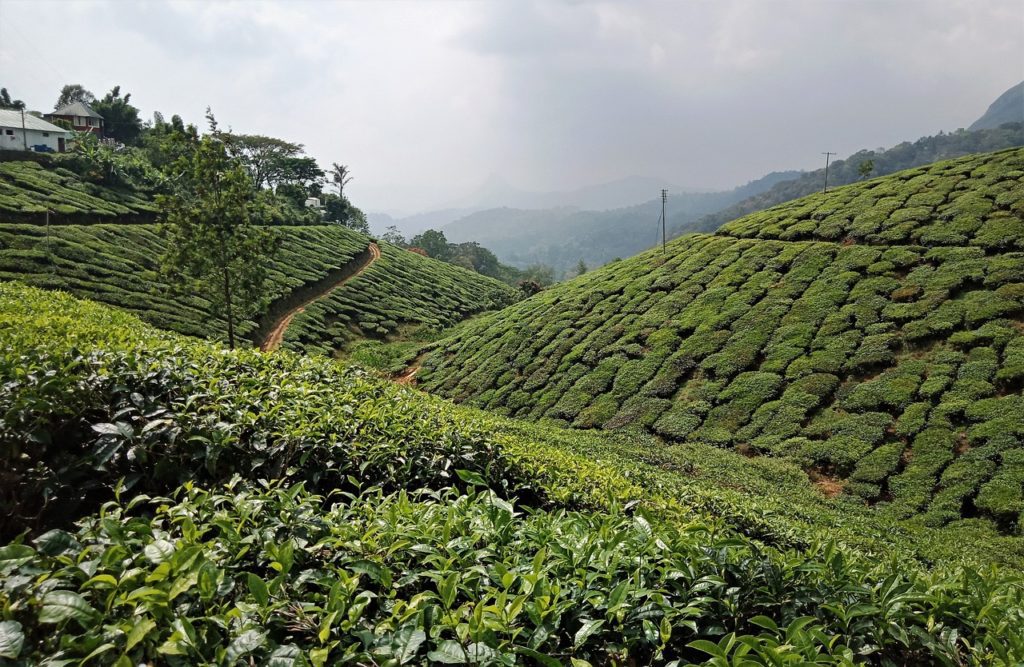 munnar-3978401_1280