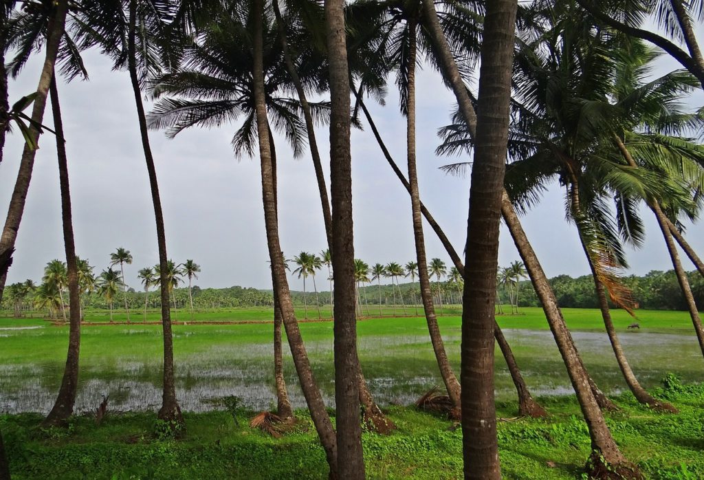 coconut-groves-382231_1280