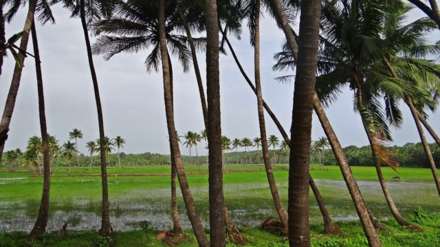 coconut-groves-382231_1280