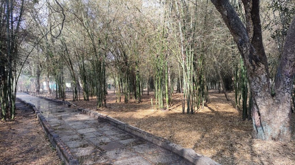 2022_the_bamboo_forest_at_nisargadhama-1500×844